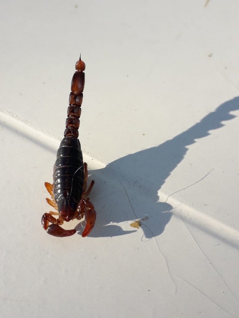 Vecinos preocupados por aparici�n de alacranes